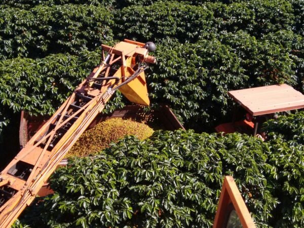 Brazil Fazenda Jaguara - Image 13