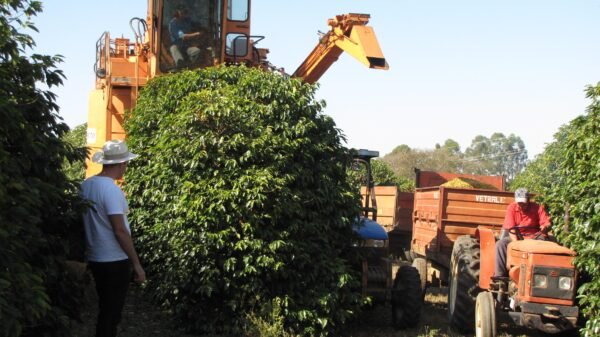 Brazil Fazenda Jaguara - Image 12