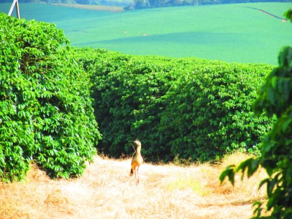 Brazil Fazenda Jaguara - Image 20