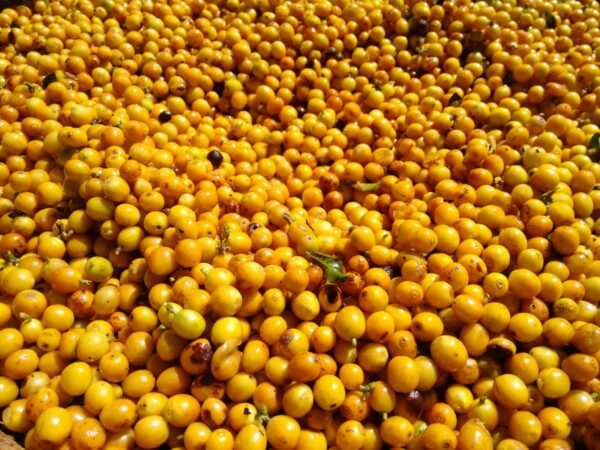 Brazil Fazenda Jaguara - Image 11