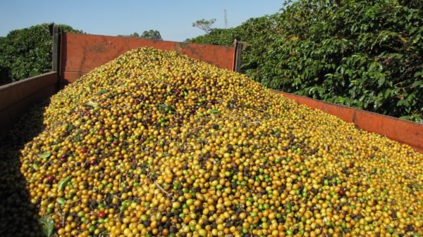 Brazil Fazenda Jaguara - Image 14